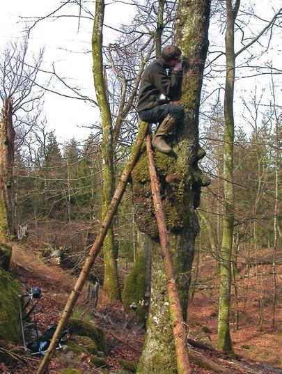 BOKPORLAV Figur 3. Ovan ses Andreas Malmqvist studera bokporlav på knotig gammal bok. Bokporlav kan växa högt upp på bokstammarna och då hjälper det med nyröjda granar för att ta sig upp!