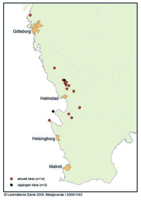FRITZ & MALMQVIST aktuell lokal (n = 14) utgången lokal (n = 2) Figur 4. Aktuella (röda) och utgångna (svarta) förekomster av bokporlav i Sverige 2009. Lantmäteriet Gävle 2009. Medgivande I 2009/1343.