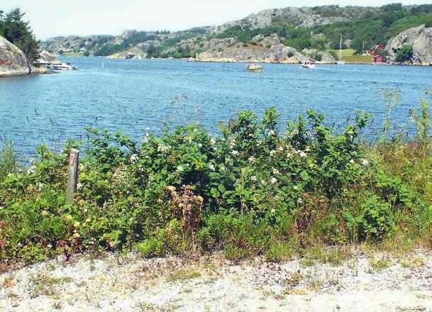 Falkbjörnbär Rubus friesianus ännu ett återuppståndet krypbjörnbär Hjalmar Hylander lät 1958 trycka Några nya eller kritiska Rubi Corylifolii utan att utse några typer, vilket hade krävts för att de