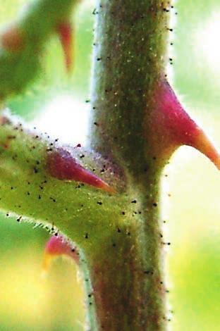 On the stem, the base of the prickle is often longer than the prickle itself. Note the short-stalked glands on the young stem (red ring).