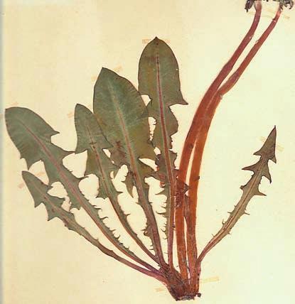 Detta exemplar har dessutom mycket stora ändflikar, vilket visar på en sent insamlad planta med dominerande sommarblad. Bladet längst till höger är ett vårblad.