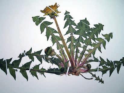 OGRÄSMASKROSOR a b Figur 3. Hättmaskros Taraxacum hemicyclum. a. Typiskt exemplar. Sörmland, Runtuna, nära kyrkan 2.5.2008. H. Rydberg, S Nr: HRY 0837. b. Hättmaskrosen har fasta, tjocka, ibland blågröna blad med rödvioletta skaft.