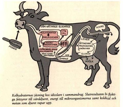 Metan från idisslare CO 2 + 8 H à CH 4 + 2 H 2 O Väte frigörs när ättiksyra och smörsyra bildas.