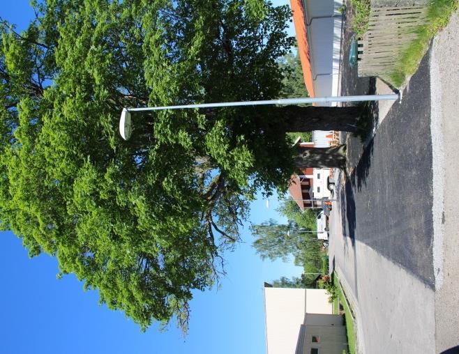 vägkroppen till höger närmast träden är uppbygg enligt principen för dränasfalt (foto: VIÖS AB). T.h. principskiss uppbyggnad för dränasfallt (Svenskt vattens publikationsserie P105).