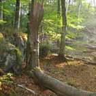 Ädellövskogar med gamla träd och död ved De mest värdefulla ädellövskogarna har många gamla träd av en eller flera arter och mycket död ved.
