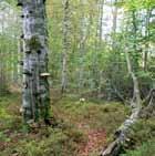 Blandlövskogar I blandlövskogar hittar du många olika lövträdslag på samma plats. En blandlövskog domineras ofta av björk eller asp, men sälg, rönn och hassel brukar också vara vanliga.