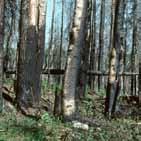 Brandpåverkade skogar Det har brunnit i en stor del av skogen under tidigare århundraden. De skogar som brann kom ofta att domineras av tall efter branden.