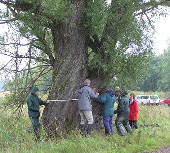 Liten tillbakablick på stora träd Av Tage Aronsson Hösten 2004 och våren 2005 genomförde Hallsbergs Naturskyddsförening studiecirkeln stora träd.