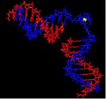 molekyl med 2 DNAändor: som sedan kan