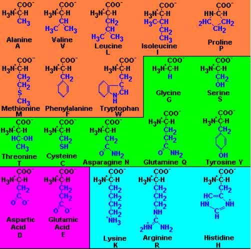 vad som helst 9 Aminosyror De vanliga biologiska aminosyrorna är