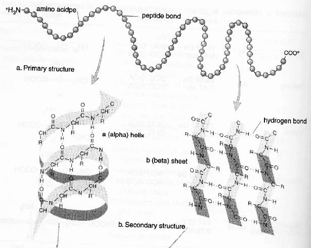 Vätebindningarnas art Vätebindningarna i både α-helix och β-flak formas mellan en NH-del i en aminosyra och O-atomen i en annan 15 Tertiär struktur Med den tertiära strukturen menas hela den