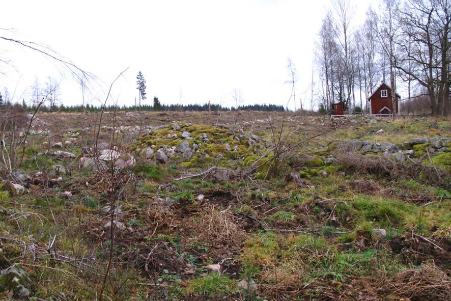 Övervakning av snytbaggeskador i södra Sverige 2008 Uppdrag Skogsstyrelsen Göran