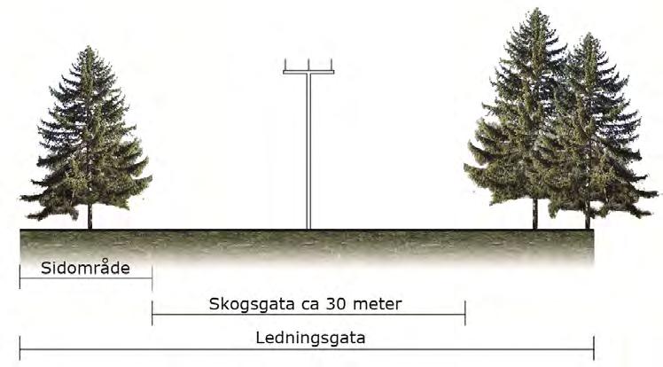 Figur 14. Illustration av skogsgata och sidoområden. Röjningen omfattar alltså både s.k. bottenröjning av skogsgatan och toppning eller fällning av farliga kantträd.