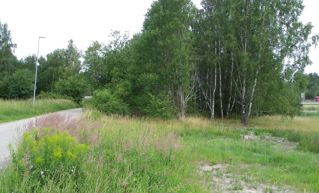 P-plats 2. I förgrunden kanadensiskt gullris. Område för skolidrottsplats Tidigare åker, numera spontan gräsmark med stort inslag av ogräs.