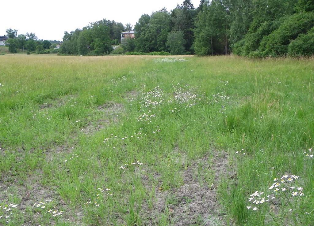 Arter som finns utöver P-platsen är åkerbinda, baldersbrå, åkerfräken, rödplister, daggkåpa, revfingerört, åkerförgätmigej, ullig kardborre, häckvicker, rölleka, gatkamomill, groblad, hönsarv,