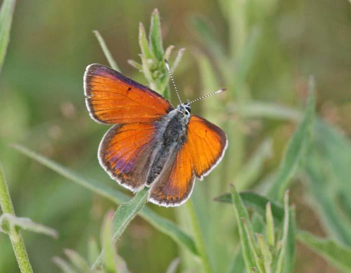 Violettkantad guldvinge är en dagfjäril med ett vingspann på 30-35 mm. Hanens vingar är gulröda på ovansidan med breda svarta violettskimrande ytterkanter.