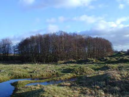 38 Grova träd och död ved: enstaka grova träd, enstaka liggande döda träd Kulturspår: saknas Tystnad: mycket buller Tillgänglighet: svår Geologi/topografi: svämsediment grovmosand Vattendraget: