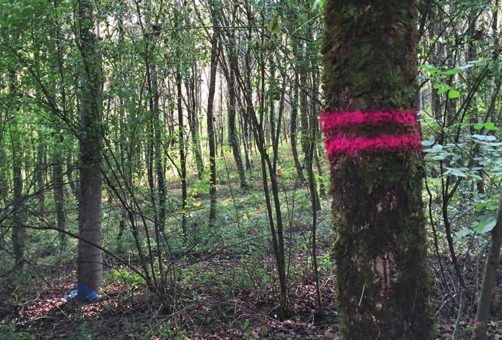 MARKERINGSFÄRGER & TILLBEHÖR SOPPEC FORESTS sortiment av skogsmarkörer uppfyller behoven inom många användningsområden alltifrån skogsförvaltning till mobilisering eller bearbetning av trä.