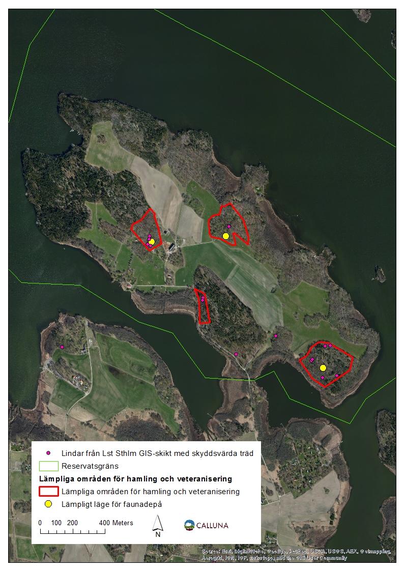 åtgärd att veteranisera ca tio yngre lindar/efterträdare och att fälla yngre träd och placera i faunadepåer (Fig. 3).