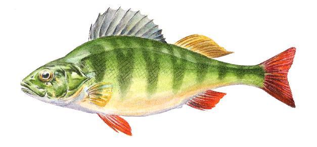 Artbeskrivning Abborre Vår vanligaste förekommande fiskart. Leker på våren i april-maj månad över ris och vegetation.