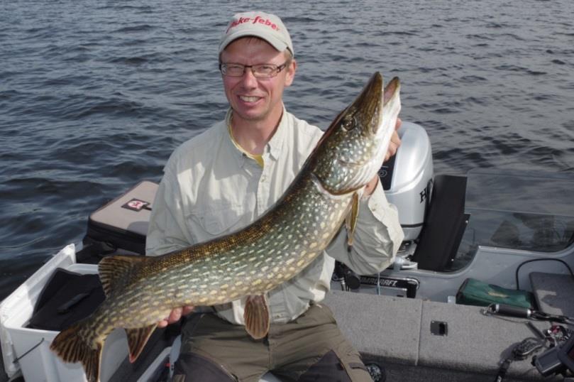 fisk är ett bra exempel på. Figur 61. Gädda på dryga 7 kg fångad av Ingmar Axelsson i Södra Åsunden.