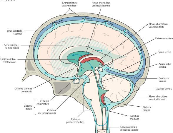 granulationer som sticker ut i sinus sagittalis superior. Hjärnans kärlförsörjning är riklig med tanke på dess höga krav på metaboliter.