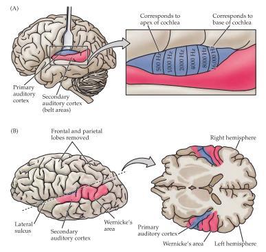 Balansorganet/Vestibular system Vestibularissystemet är till för att ge sensorisk information om egen rörelse, huvudposition samt spatial orientering jämfört med gravitationen.