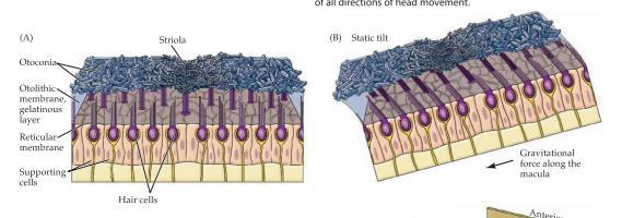 Otolitorganen detekterar som sagt omflyttning och linjär acceleration av huvudet t.ex när man lutar huvudet. Båda organen innehåller sensoriskt epitel, macula, som består av hårceller och stödceller.