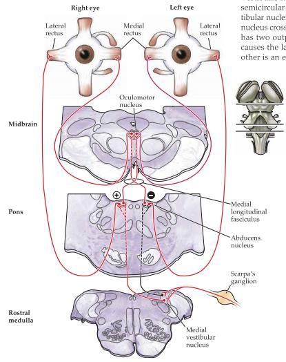 kontralaterala sidans abducenskärna. Till den ipsilaterala abducenskärnan går inhibitorisk information från den laterala vestibulariskärnan.