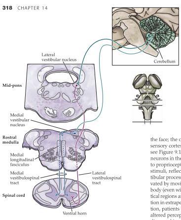 I VCR kommer medial vestibular nucleus skicka axoner till medial longitudinal fasciculus för att nå övre delen av halsregionen av ryggmärgen.