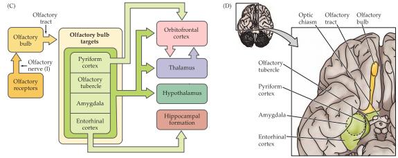 Axoner från dessa celler tar sig till olfactory bulb som i sin tur skickar informationen till pyriform cortex(lukt cortex) i temporalloben utan att passera thalamus.