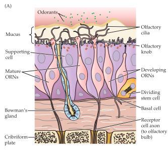 Odortransduktionen i det olfaktoriska epitelet börjar genom att odoranten binder in till en specifik odorant-receptor genom cilierna som egentligen är mikrovilli uppbyggda av ett aktinskelett.