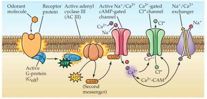 Ca 2+ -dependent Cl - -kanal där kloridjoner lämnar cellen.