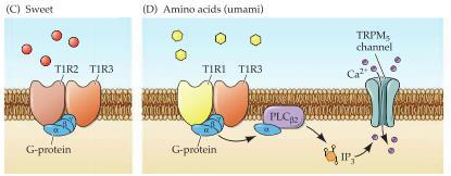 Receptorerna för sött och umami är heterodimera Gq-proteinkopplade receptorer. Aktivering av receptorn aktiverar fosfolipas C som katalyserar bildningen av IP3 och DAG från PIP2.