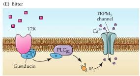 En monomer G-proteinkopplad receptor reagerar på bittra smaker via samma väg som ovan. Känna till de vanligaste metoderna som används för att undersöka syn, hörsel och balans.