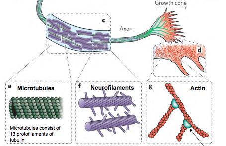 cytoskelettsproteiner i axonen som kan polymeriseras och växa eller depolymeriseras och minska i längd.