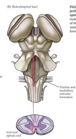 Om man exempelvis lyfter en vikt framför kroppen ser formatio reticularis till att m. gastrocnemius i vaden kontraheras så att man inte faller framåt.