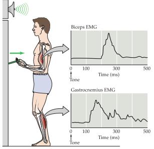 Colliculus superior signalerar via tractus