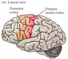 Kunna beskriva lokalisation och huvudsaklig funktion hos olika cortikala motoriska områden (S2), samt kunna redogöra för och analysera områdenas respektive roll vid olika typer av cortikalt styrda