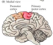 (S3- S4) Motorcortex Projektionsneuronen i cortex hittas i flera närliggande och sammanbundna områden i bakre delen av frontalloben som tillsammans medierar planering och initiering av komplexa och