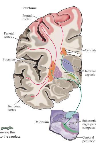 I motorcortex kommer neuroner skicka sina axoner till corpus striatum där vi har neuroner som kallas för medium spiny neurons och dessa har stora dendritiska utskott vilket gör det möjligt att