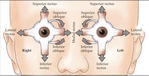 N. oculomotorius (CN III) och N. abducens (CN VI) innerverar ipsilaterala muskler medan N.