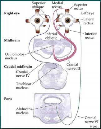 Olika typer av ögonrörelser: Det finns fem basala ögonrörelser som kan delas in i två funktionella grupper.