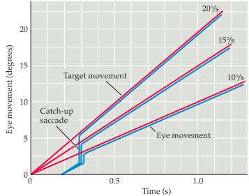 Denna rörelse kräver även visuell feedback och inleds ofta med en saccad för att få objektet i fokus.