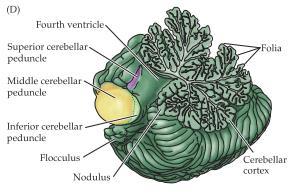 Pedunculus cerebelli inferior är den minsta av pedunklerna men också den mest komplexa innehållandes en rad efferenta och afferenta axon.