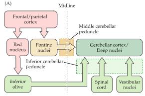 kontralateralt genom middle cerebellar peduncle. Detta leder till att input från ena sidan av hjärnan kommer gå till den kontralaterala sidan i cerebellum.