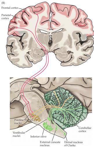 Projektioner från cerebellum De efferenta signalerna från cortex cerebelli går via de djupa cerebellumkärnorna eller via vestibulariskärnorna till projektionsneuronen i hjärnstammen och via thalamus