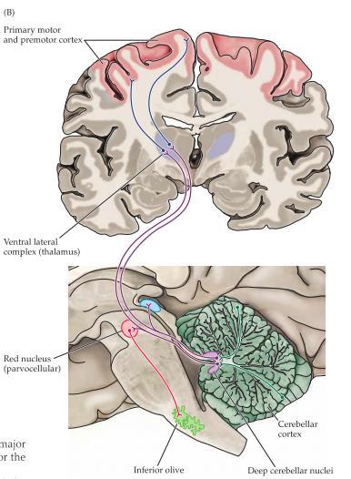 inferior olive som skickar tillbaka informationen till cerebellum.