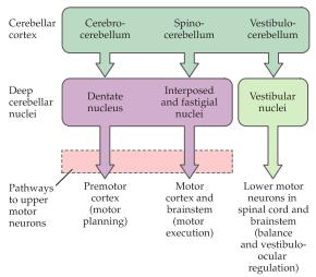 Signaleringsvägar inom cerebellum: De afferenta nerverna till cortex i cerebellum når en celltyp som kallas för Purkinjeceller genom en indirekt väg som går via pontine nuclei.