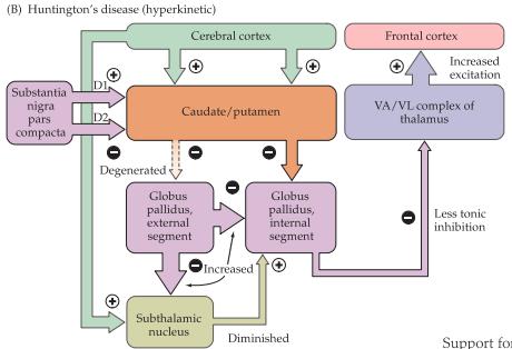 orsaka degenerationen medan kaffe och rökning (!) skyddar (dock inte när man väl är drabbad). Huntingtons sjukdom är, till skillnad från Parkinsons, en hyperkinesisk sjukdom.